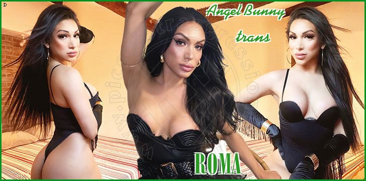 Angel Bunny trans a Roma
